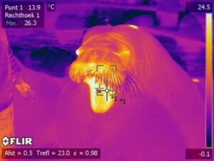Seal inflammation with FLIR thermal imaging camera